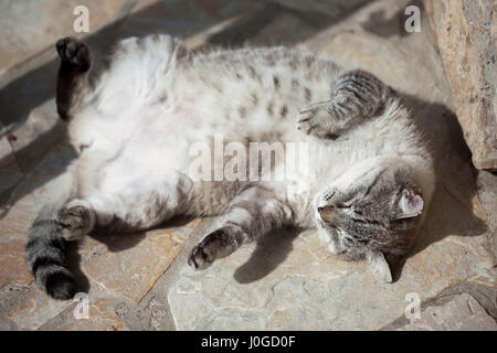 Happy sunbathing cat lying on a ground Stock Photo