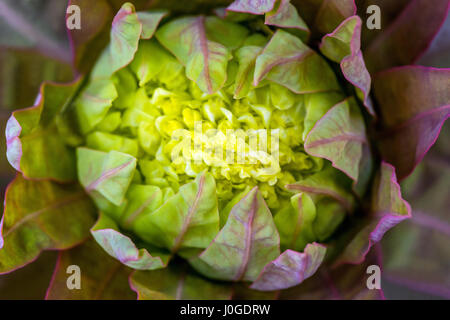 Flower bud Euphorbia palustris, marsh spurge Stock Photo
