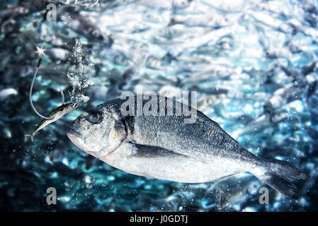Fish takes the bait to lure Stock Photo