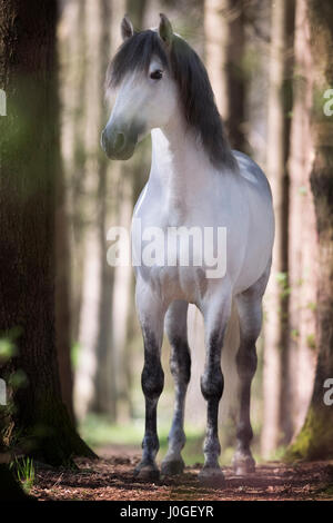 White Spanish stallion in the woods Stock Photo