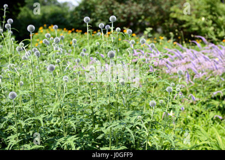 Globe Thistle (Echinops banaticus) flower. buds. Stock Photo