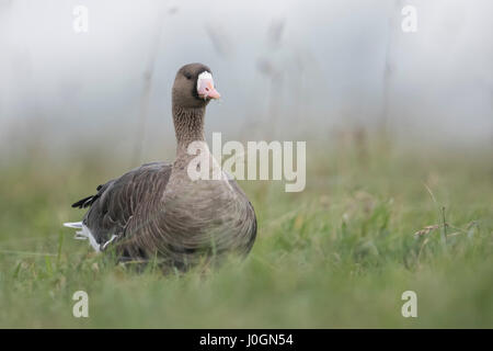 Greater White-fronted Goose / Blaessgans ( Anser albifrons ), arctic winter guest, sitting in high grass of a meadow, feeding, wildlife. Stock Photo