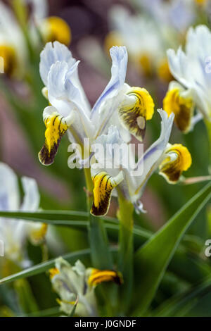 Iris Warlsind, hybrid  Iris warleyensis x Iris aucheri, in bloom, white yellow iris, blossoms color combination Stock Photo