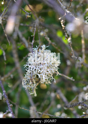 Frilly lichens such as this Usnea  are more resistant to pollution  and grow on tree branches Stock Photo