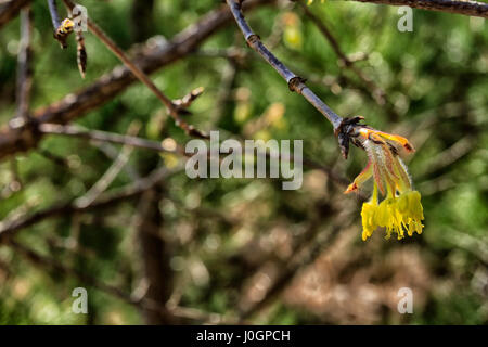 Three flowered Maple flower Stock Photo