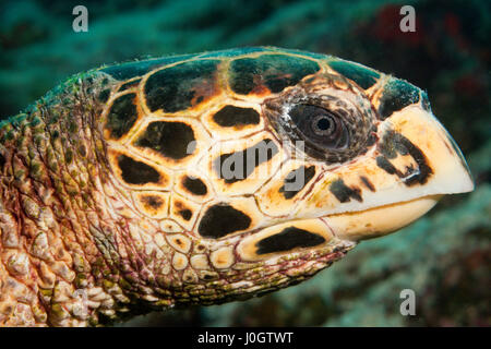 Head of Hawksbill Sea Turtle, Eretmochelys imbricata, Felidhu Atoll, Maldives Stock Photo