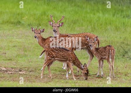 The chital or cheetal (Axis axis), also known as spotted deer or axis deer, Yala National park, Sri Lanka Stock Photo