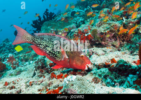 Redlip Parrotfish, Scarus rubroviolaceus, North Male Atoll, Maldives Stock Photo