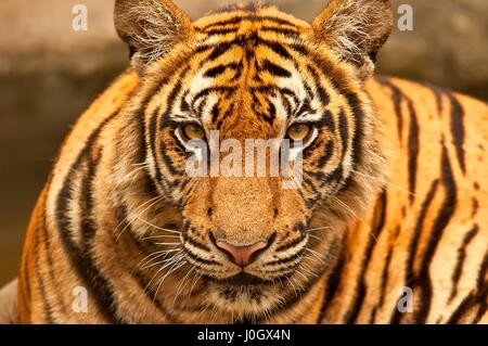 Bengal tiger (Panthera tigris), Bangkok zoo, Thailand. Stock Photo