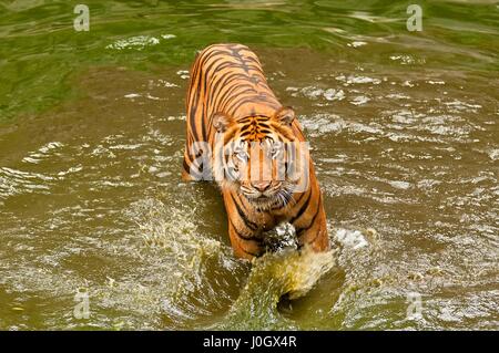 Bengal tiger (Panthera tigris), Bangkok zoo, Thailand. Stock Photo