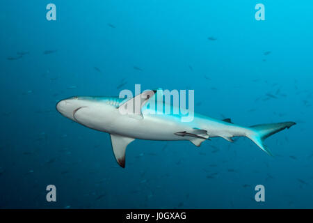 Grey Reef Shark, Carcharhinus amblyrhynchos, South Male Atoll, Maldives Stock Photo