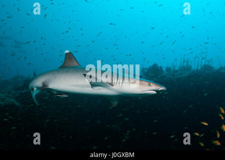 Whitetip Reef Shark, Triaenodon obesus, Felidhu Atoll, Maldives Stock Photo