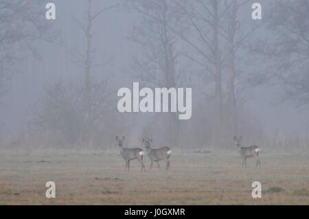 Roe deers (Capreolus capreolus) in a meadow in the morning fog, Poland. Stock Photo