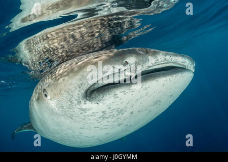 Whale Shark, Rhincodon typus, Cenderawasih Bay, West Papua, Indonesia Stock Photo