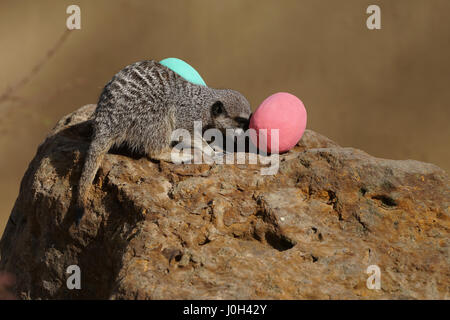 London, England, UK. 13th Apr, 2017. Zookeeper giving a Easter surprise for meerkats at ZSL London Zoo, UK. by Credit: See Li/Alamy Live News Stock Photo