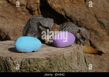 London, England, UK. 13th Apr, 2017. Zookeeper giving a Easter surprise for meerkats at ZSL London Zoo, UK. by Credit: See Li/Alamy Live News Stock Photo