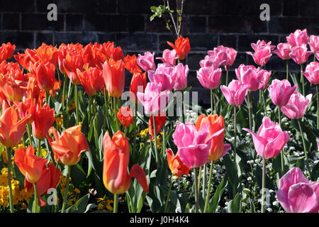 Hampton Court, London, UK. 13th Apr, 2017. A colourful display of tulips at Hampton Court Palace in South West London. Credit: Julia Gavin UK/Alamy Live News Stock Photo