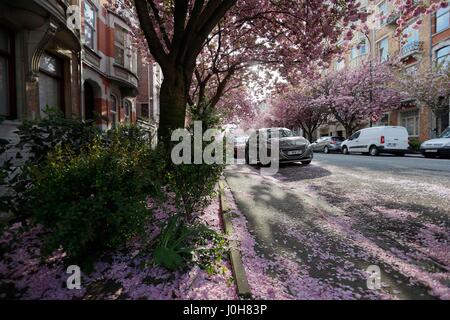 Brussels. 13th Apr, 2017. Photo taken on April 13, 2017 shows cherry blossom in Brussels, capital of Belgium. Credit: Ye Pingfan/Xinhua/Alamy Live News Stock Photo