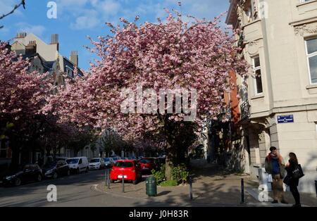 Brussels. 13th Apr, 2017. Photo taken on April 13, 2017 shows cherry blossom in Brussels, capital of Belgium. Credit: Ye Pingfan/Xinhua/Alamy Live News Stock Photo