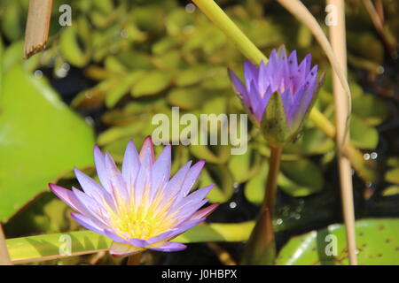 Nyal, South Sudan. 26th Mar, 2017. Water lilies in the swamps of the White Nile river near Nyal, South Sudan, 26 March 2017. The area is located in the South Sudanese state of Unity, the region most affected by famine in the country. Photo: Jürgen Bätz/dpa/Alamy Live News Stock Photo