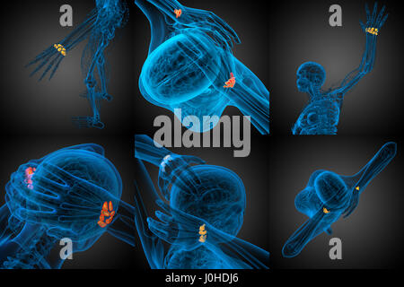 3d rendering illustration of the human carpal bones Stock Photo