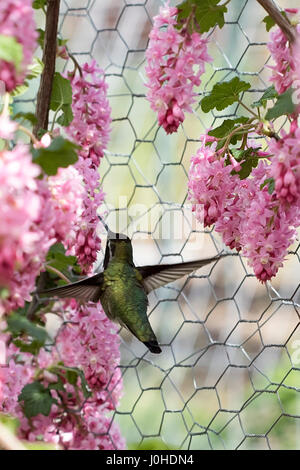 An Anna's hummingbird feeds from a red flowering current bush Stock Photo