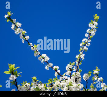 Letter V formed by white spring blossom Stock Photo