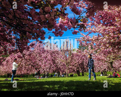 Antony, France, People Enjoying Cherry Blossoms in Full Bloom in Parc de Sceaux, Spring FLowers, Paris colourful Stock Photo
