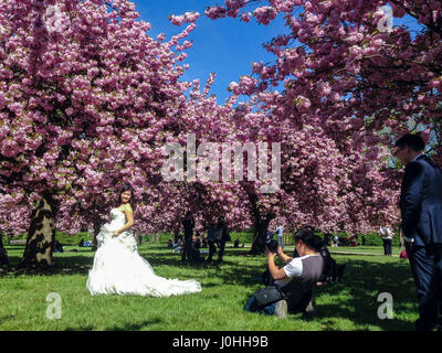 Antony, France, People Enjoying Cherry Blossoms in Full Bloom in Parc de Sceaux, Spring FLowers, chinese wedding, Photographer taking photos Stock Photo