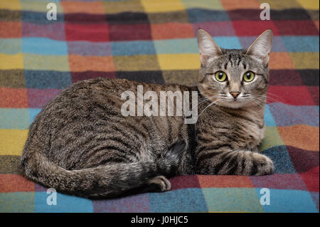 Tabby cat laying down on colorful blanket Stock Photo