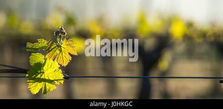 First spring leaves on a trellised vine growing in vineyard, Bordeaux, France Stock Photo