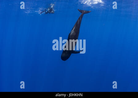 Short-finned pilot whales (Globicephala macrorhynchus) Stock Photo