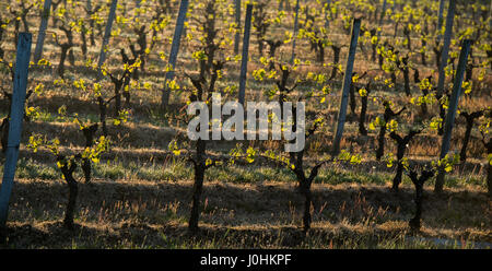 First spring leaves on a trellised vine growing in vineyard, Bordeaux, France Stock Photo