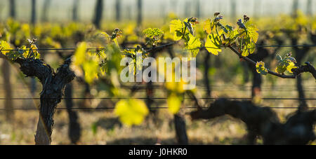 First spring leaves on a trellised vine growing in vineyard, Bordeaux, France Stock Photo