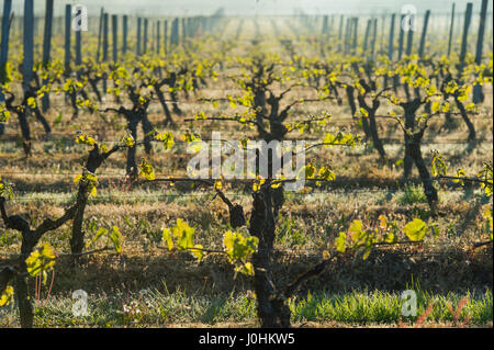 First spring leaves on a trellised vine growing in vineyard, Bordeaux, France Stock Photo