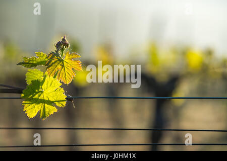 First spring leaves on a trellised vine growing in vineyard, Bordeaux, France Stock Photo