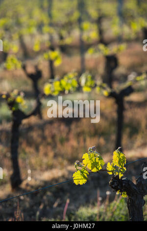 First spring leaves on a trellised vine growing in vineyard, Bordeaux, France Stock Photo