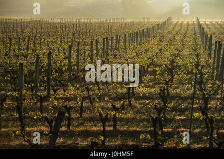 First spring leaves on a trellised vine growing in vineyard, Bordeaux, France Stock Photo