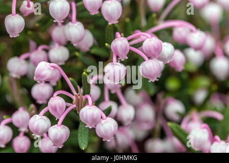 Bog-rosemary, Andromeda polifolia flower Andromeda 'Blue Ice' Stock Photo