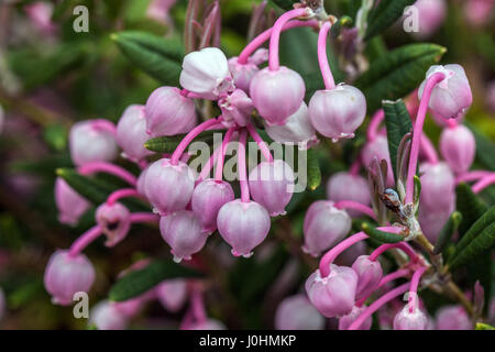 Bog-rosemary, Andromeda polifolia in bloom peat bog plant Andromeda 'Blue Ice' Stock Photo