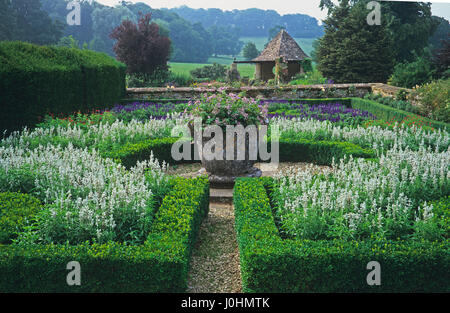 Purple blue Salvia, salvia farinacea in sunset lighting, flowers