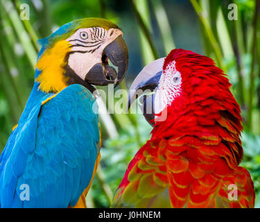 A pair of macaws seem to be engaging in a lively conversation. Stock Photo