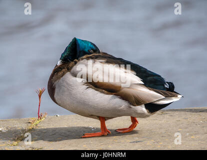 Close up of male mallard duck with head tucked in feathers and watery background, Edinburgh, Scotland, UK Stock Photo