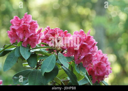 Rhododendron 'Peter Koster' Stock Photo