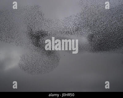 huge murmuration of common starlings (Sturnus vulgaris) disrupted by sparrowhawk creating spectacular patterns in evening sky in Cumbria England UK Stock Photo