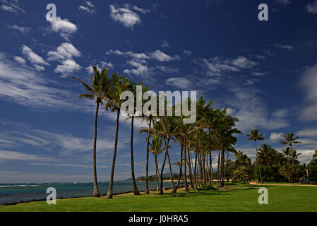 palm trees silhouetted against the sky near Kapaa on the island of Kauai Stock Photo