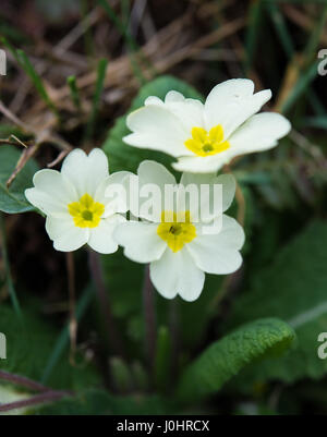 Wild primrose in bloom, Isle of Man Stock Photo