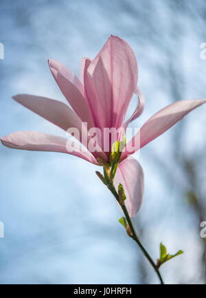 Magnolia liliiflora single flower Stock Photo