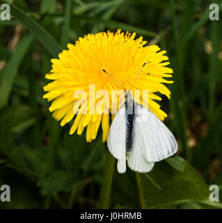 Male small white cabbage butterfly on dandelion Stock Photo