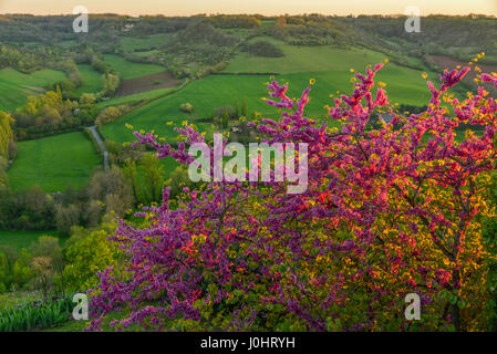 Judas tree in bloom, overlooking a fertile spring rural landscape in the south of France. Stock Photo